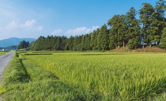 田舎者あるある10選 | あるある調査団